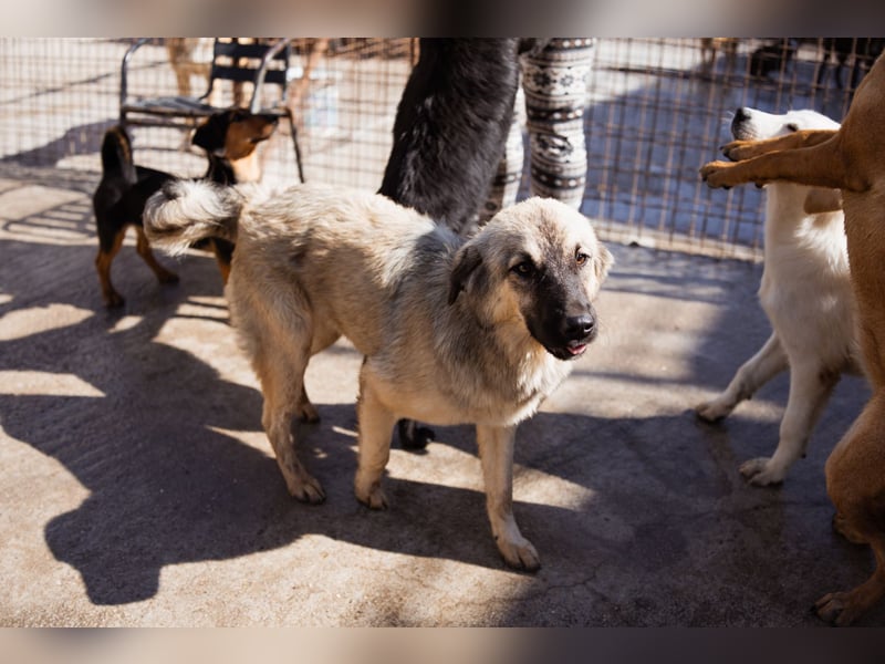 Suki ❤️ Süßes + liebes Hundemädchen sucht liebevolles Zuhause!