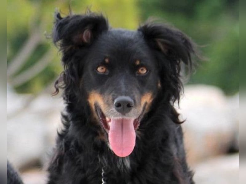 Dina ❤️ sanfte und so liebe Hündin!