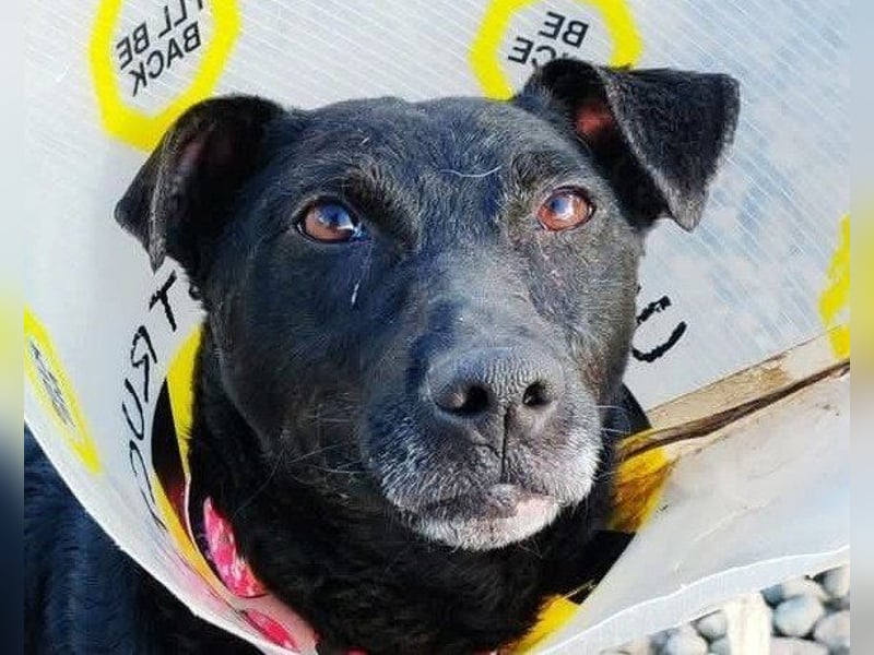 Hana - wundervolle, liebe Zuckerschnute mit einem kleinen Tick