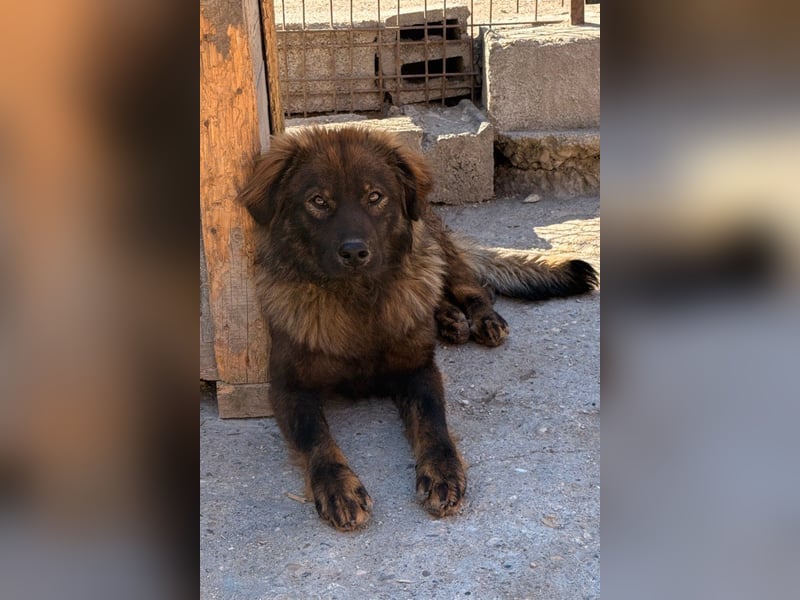 Bub ♥Bertie♥ lieber, fröhlicher Jungrüde