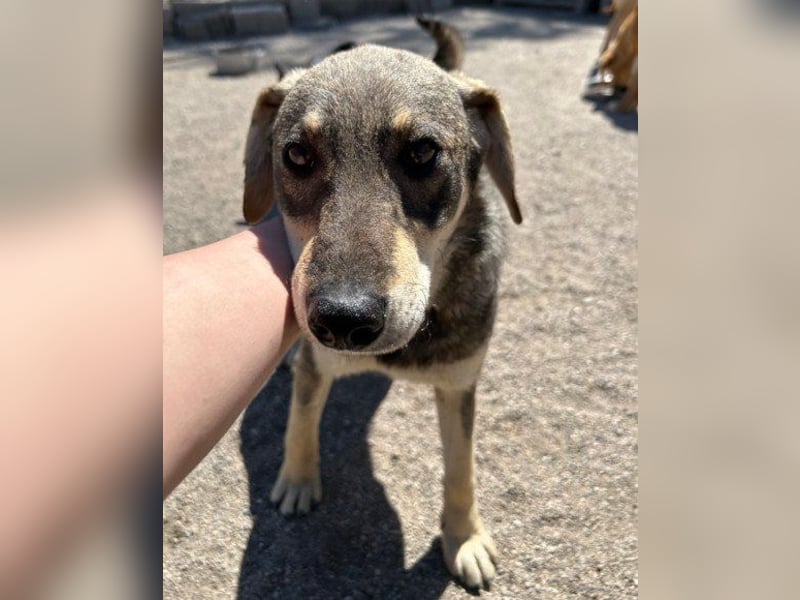 Lebensfrohe ♥Pika♥ sucht ihre treuen Menschen