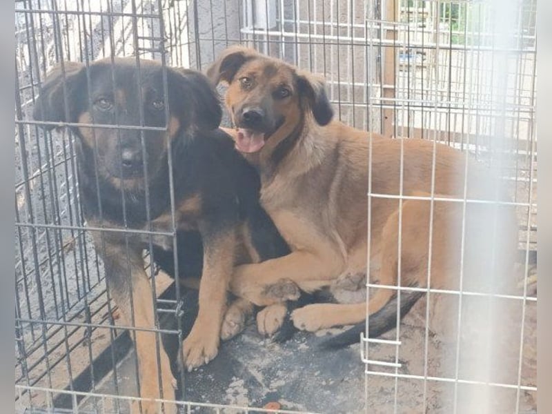 Kleine, schüchterne Vaiana = sucht Liebe und Treue