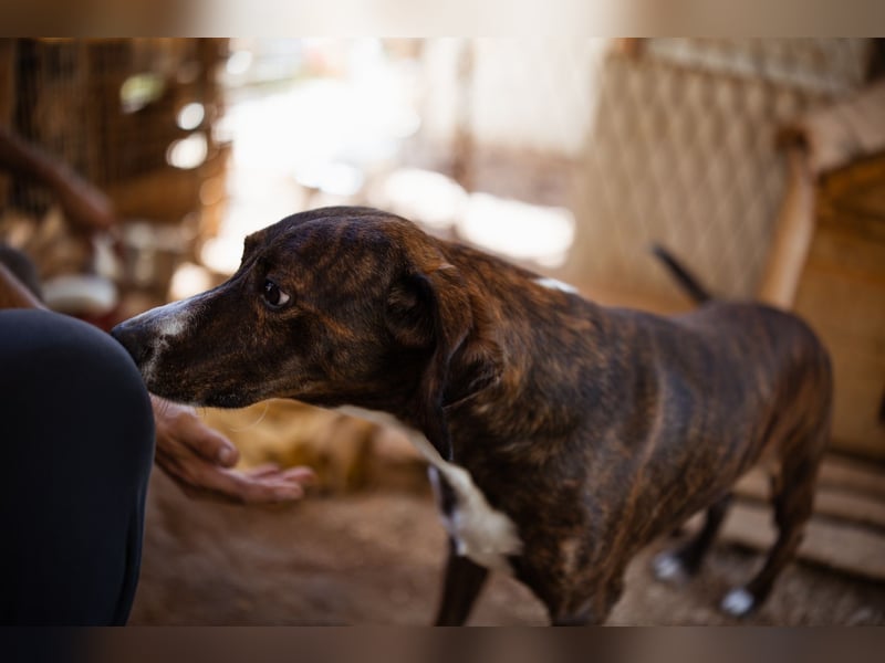 Lieber Baileys ❤️ hübscher, sensibler Bub!