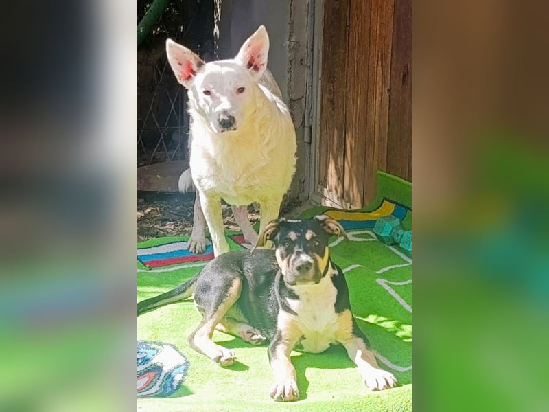Lykka ❤️ fröhliches, verspieltes & neugieriges Hundemädchen