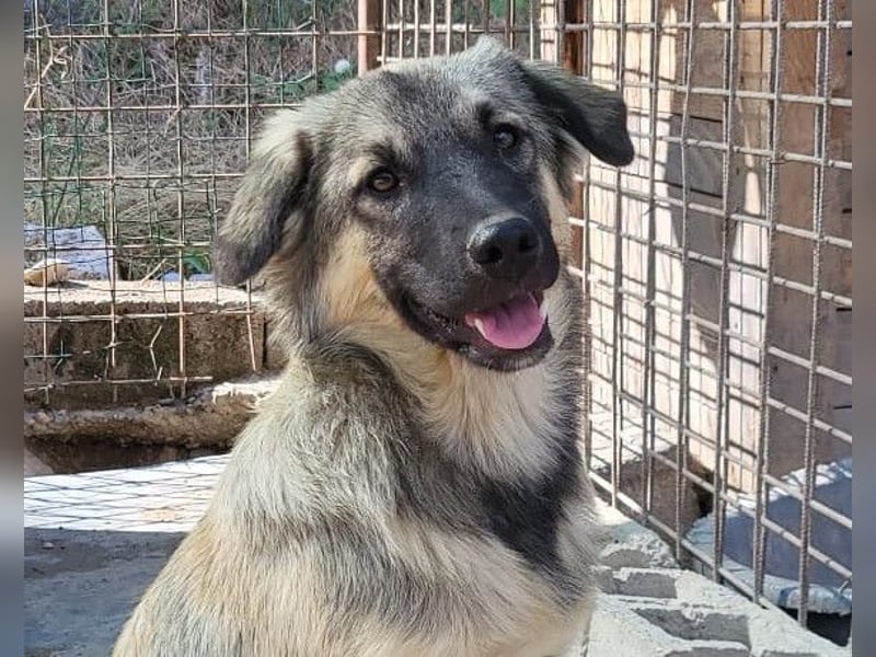 Suki ❤️ Süßes + liebes Hundemädchen sucht liebevolles Zuhause!