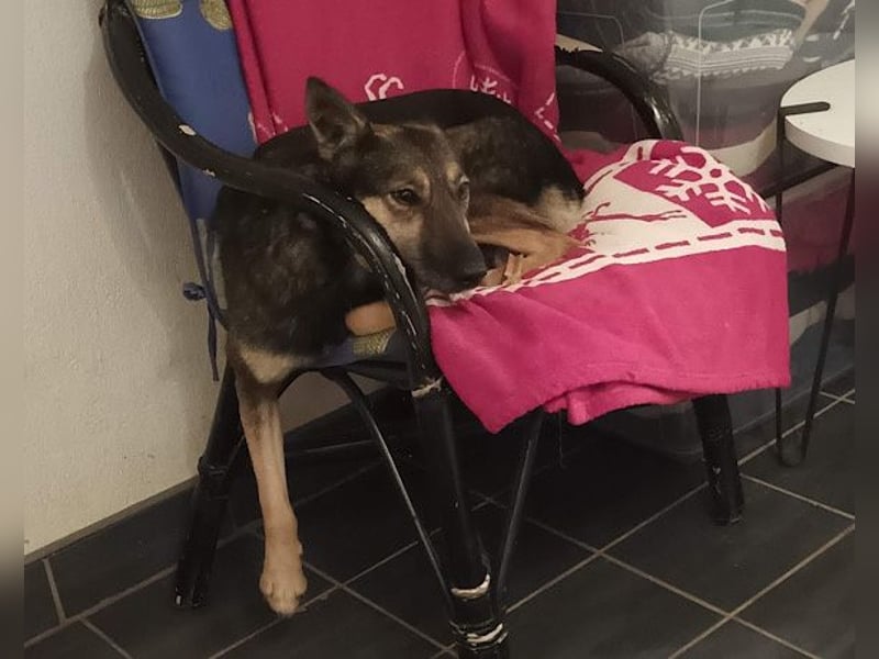 Fibi ❤️ sanfte Fellnase mit Charakter! Fibi ❤️ sanfte Fellnase mit Charakter!