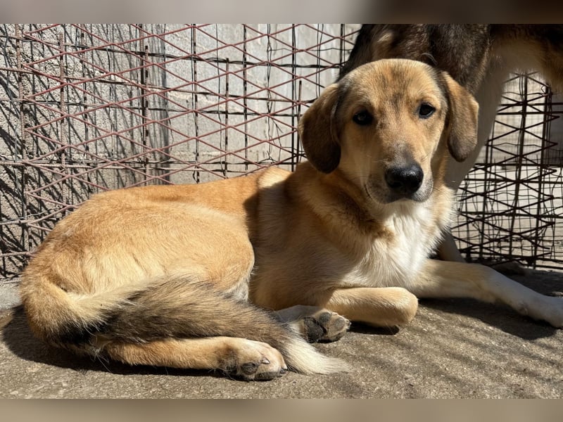 Klausi ❤️ sanft, sensibel + sucht Halt & Liebe