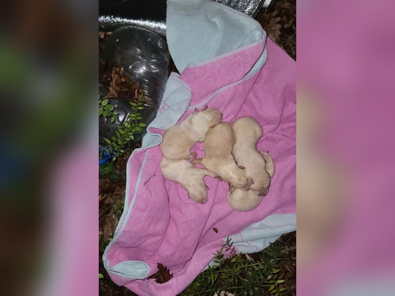 Welpin ♥Tina♥ hofft nun darauf ihre lieben & treuen Menschen zu finden