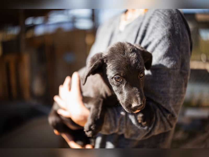 Ljubavi ❤️ junger, lebensfroher Hundebub