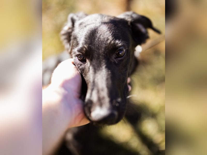 DIEGO❤️sozialer, menschenbezogener Jungspund mit fröhlichem Wesen