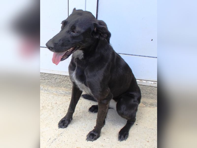 Xena - lebensfrohe, aktive, liebe Hündin