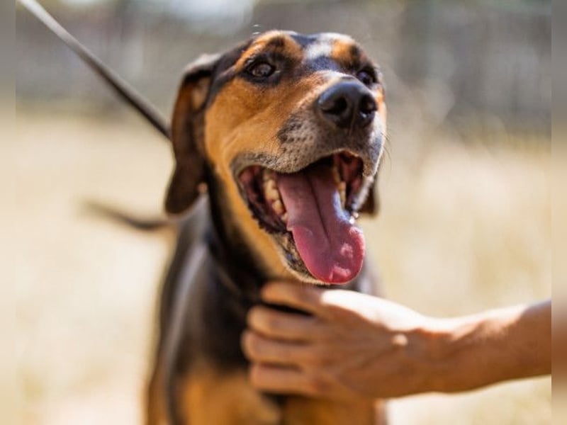 Jasco ❤️ neugieriger, lebhafter & verspielter Rüde