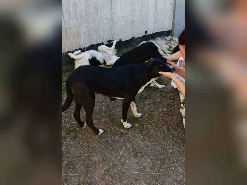 Lieber ♥ Yuri ♥ liebenswerter verträglicher Rüde ♥