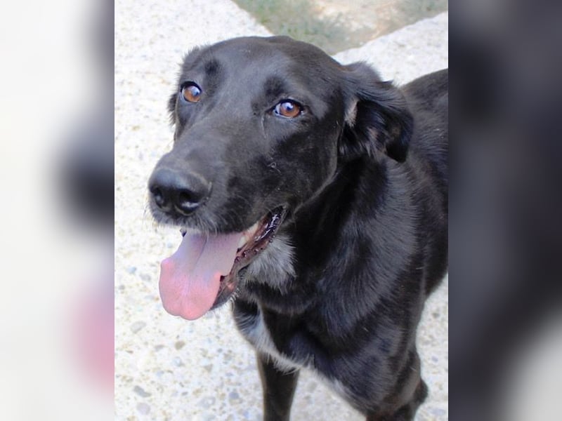 Xena - lebensfrohe, aktive, liebe Hündin