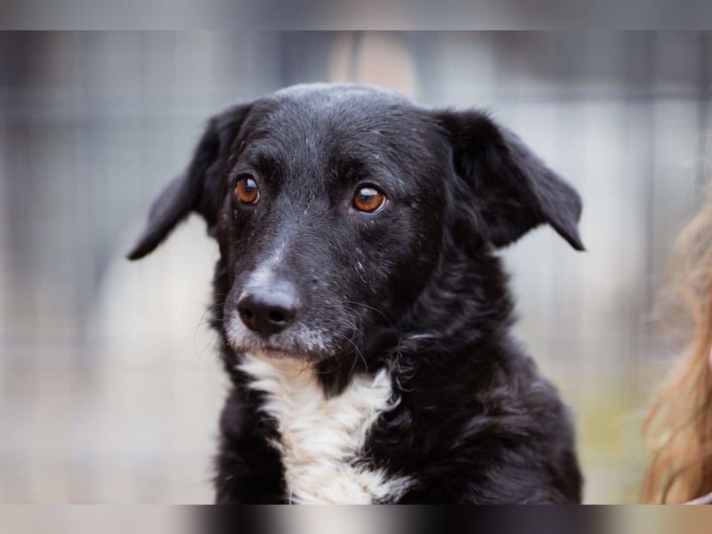 BOBI❤️sanfter, liebevoller & treuer Schatz sucht ein Zuhause voller Liebe!