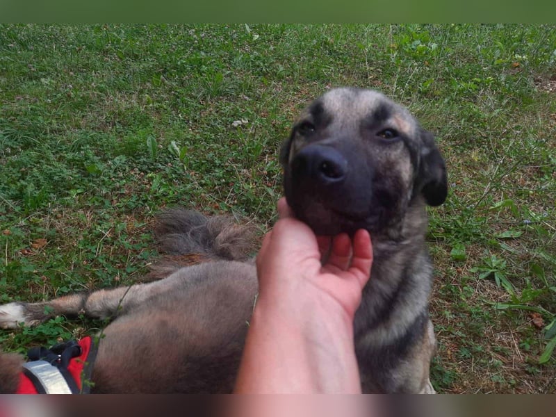 GoodBoy ♥Buddy♥ sucht seinen treuen Buddy auf 2 Beinen