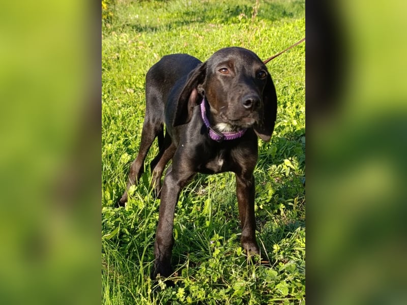 Luna ❤️ fröhliches, aktives Hundemädchen