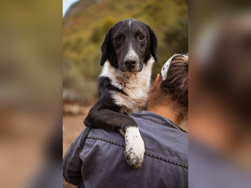 GROF❤️so lieber, anhänglicher Hundejunge