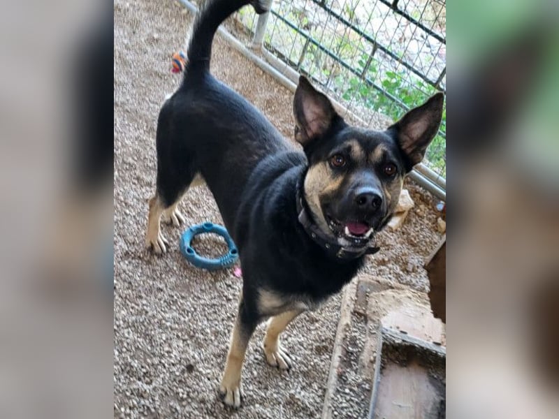 Otto ❤️ so freundlich und verträglich! Otto ❤️ so freundlich und verträglich!