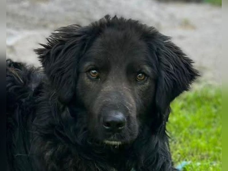 BIMBO❤️freundlicher, ruhiger Fellschnuffel - liebt einfach alles und jeden um sich herum