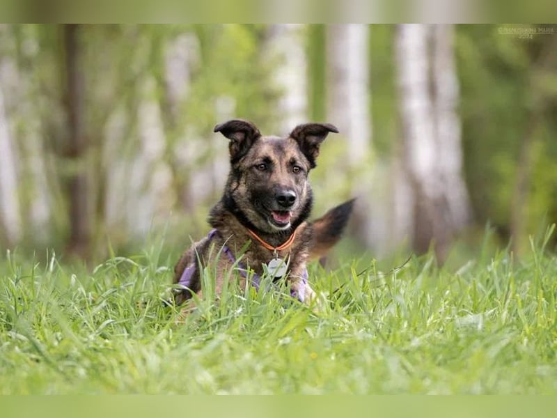 Verschmuste Birma sucht ihre Familie
