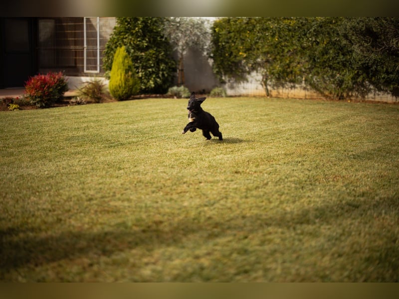 Sienna süße junge Schäfi-Mix-Schnute