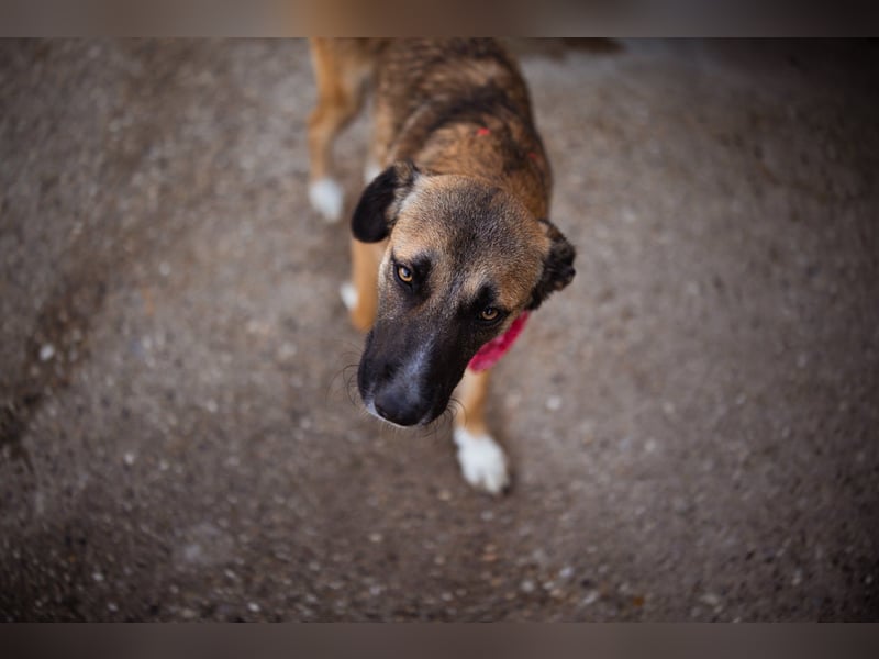 Liebste Lisa - die pure Lebensfreude auf 4 Pfoten