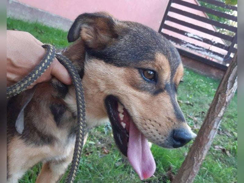 freundliche, liebevolle Mix-Hundedame Lizzy