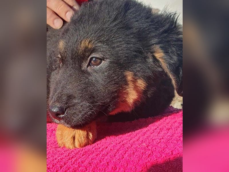 Kleine, schüchterne Vaiana = sucht Liebe und Treue