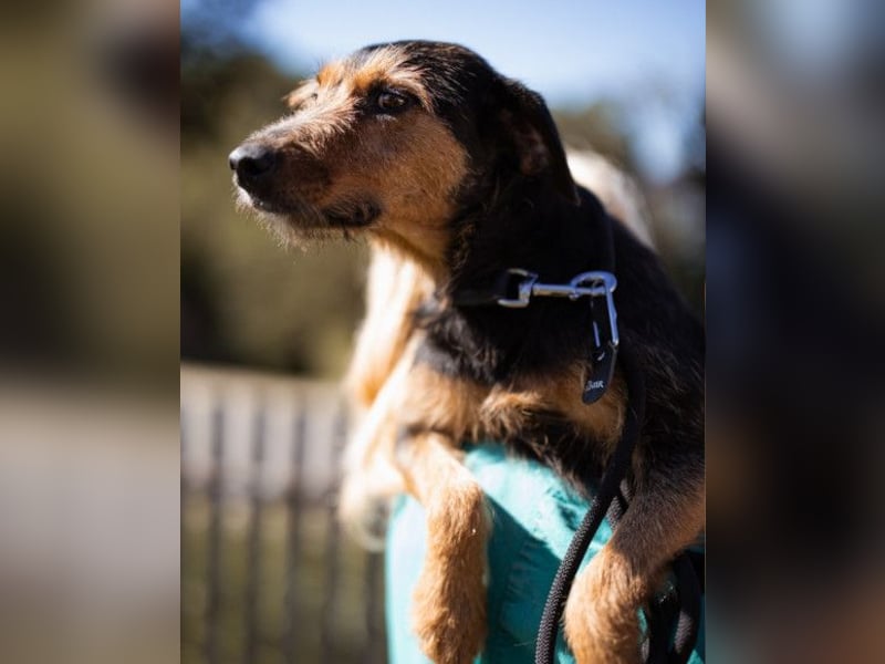 RICARDA❤️sanfte Terrier-Dame mit großem Herz sucht liebevolles Zuhause
