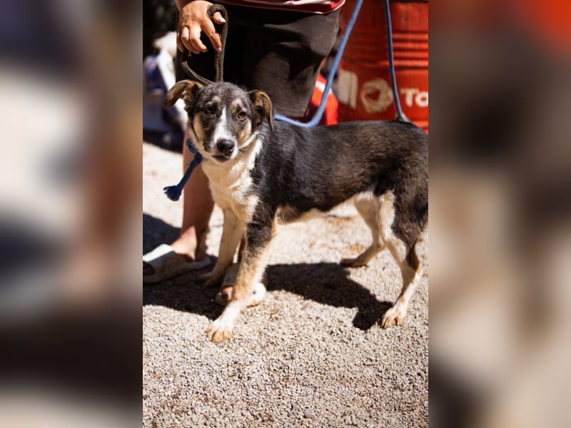 ♥ Smila ♥ kinder- und katzenliebe Hündin wartet bereits in 22529 Hamburg