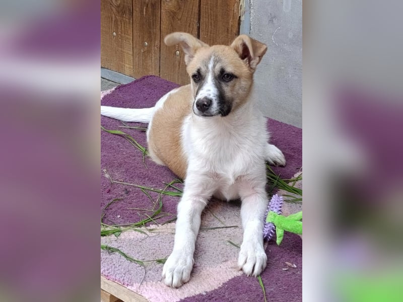 Ella ❤️ super liebes, junges Hundemädchen
