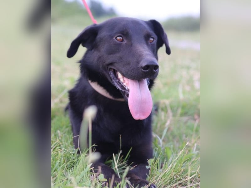 Blacky Aron ♥️ so verschmuster & verspielter Rüde