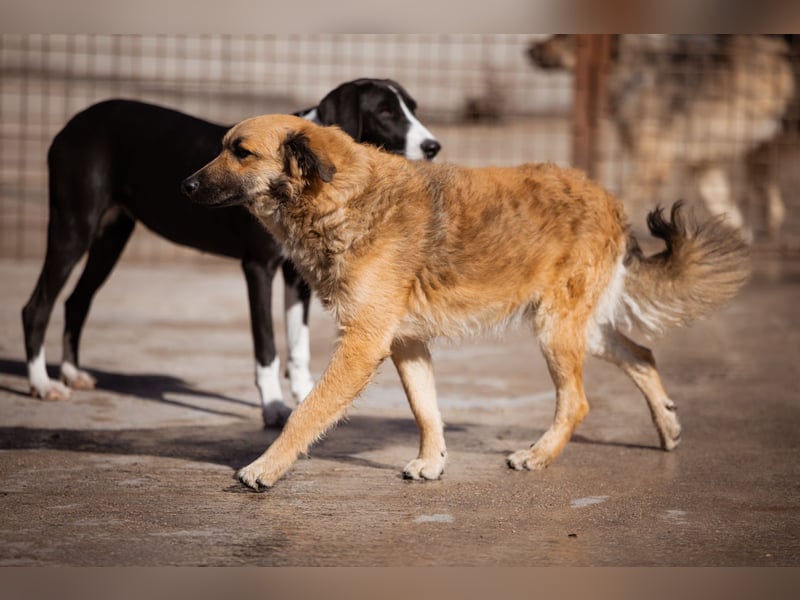 Ben ❤️ schmusiger, schüchterner Hundebub