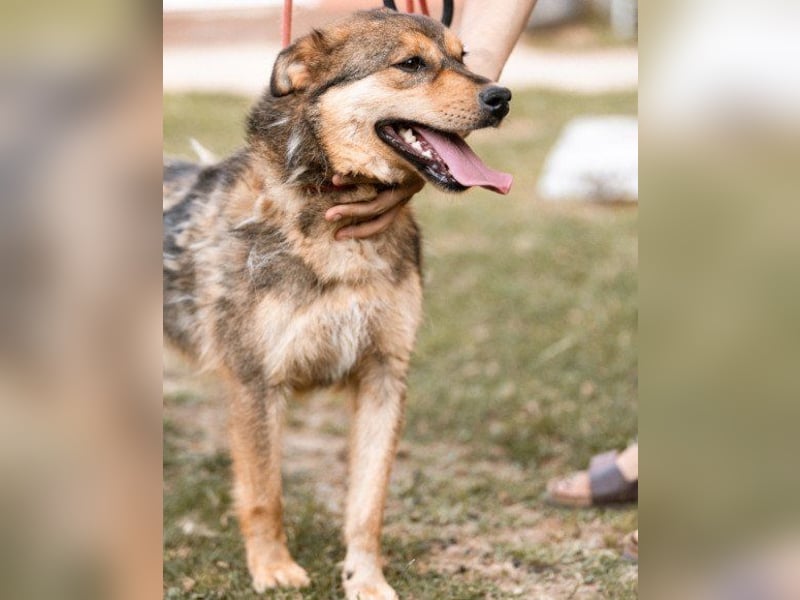 freundliche, liebevolle Mix-Hundedame Lizzy