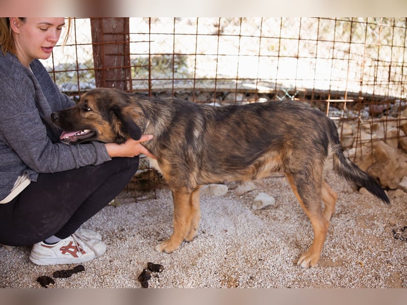 Jacky ❤️ junge Traumhündin sucht Zuhause Jacky ❤️ junge Traumhündin sucht Zuhause