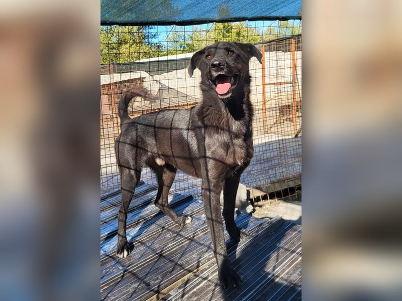 SHADOW❤️freundlicher, sanfter, treuer Familienhund