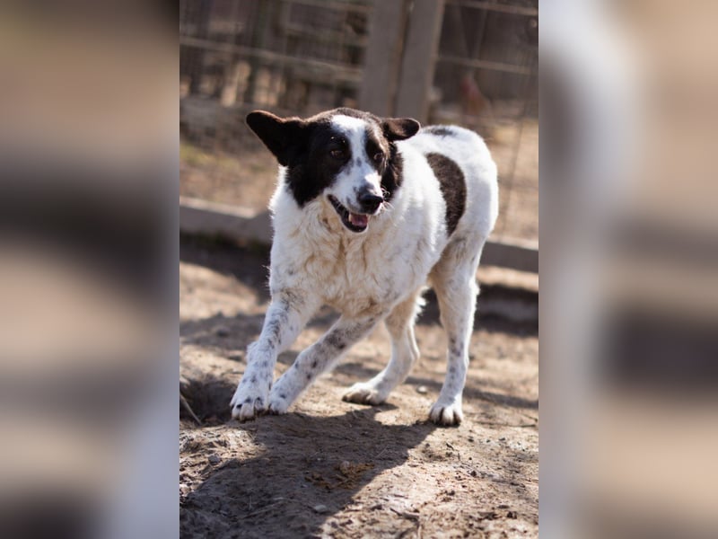 Toller Rüde ♥Thor♥ ruhig & ausgeglichen