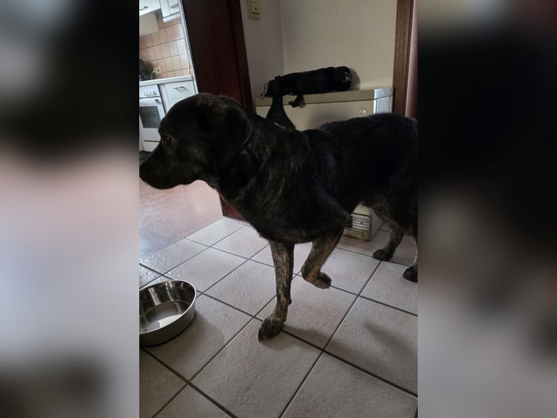 Notfellchen SHADOW❤️in 69198 Schriesheim, dringend Not-PS oder Für-Immer-Zuhause gesucht