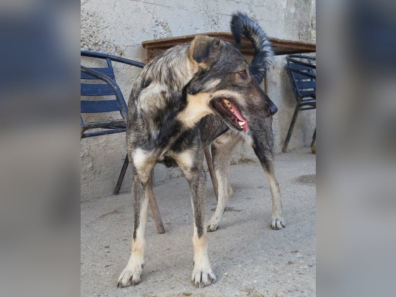 Mili-HSH-Rüde: braucht Liebe & Vertrauen