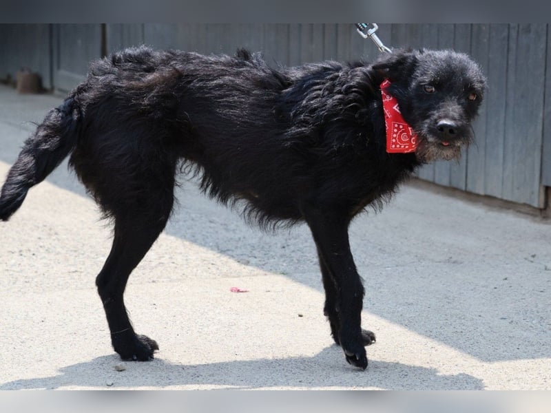 Sanfte ♥Arca♥ sucht Schutz & Liebe so verdient