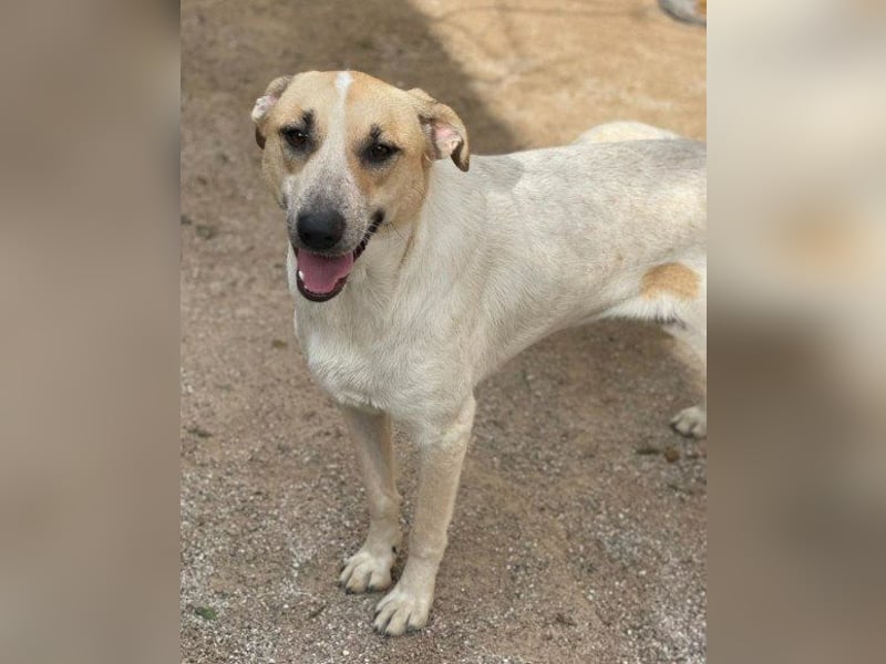 Liebe Nala möchte bei dir einziehen ❤