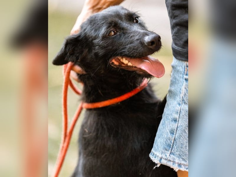 Ebony ❤️ verträglich, lieb, offen!