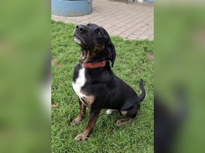 Leo ❤️ wartet in 84524 Neuötting