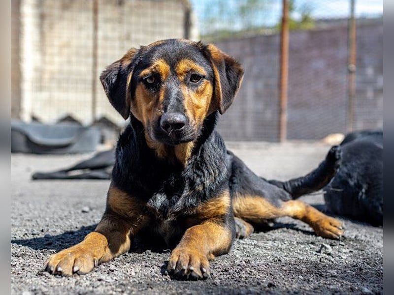 Wundervolle Aylini sucht ein Zuhause
