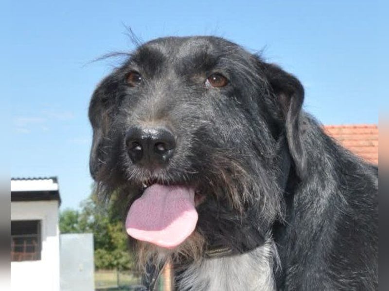 Familienrüde Tinko  - Schnauzer-Mix sucht sein Glück