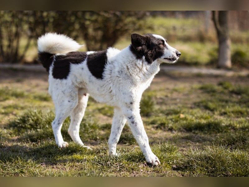 Toller Rüde ♥Thor♥ ruhig & ausgeglichen