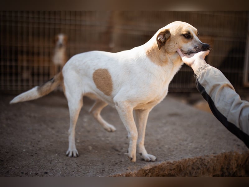 Liebe Nala möchte bei dir einziehen