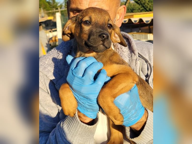 Tilly ❤️ aufgeweckte, lebenslustige Maus