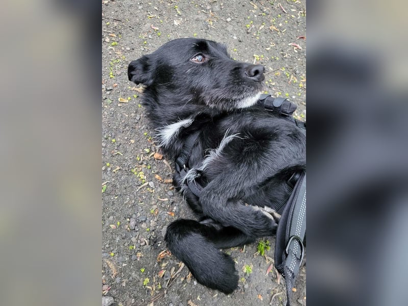 LEMMY❤️in 21075 Hamburg: ein harmonischer, treuer Begleiter sucht sein Happy End